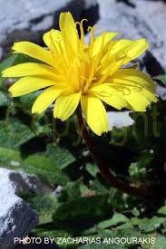 Attēlu rezultāti vaicājumam “Taraxacum suecicum”