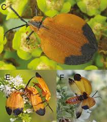 Attēlu rezultāti vaicājumam “Lycogala convexum macro”