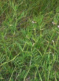 Attēlu rezultāti vaicājumam “Vicia angustifolia”