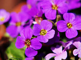 Image result for Aubrieta hybrida (cultorum)