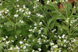 Image result for Stevia rebaudiana