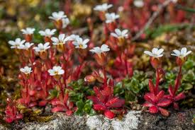 Attēlu rezultāti vaicājumam “Saxifraga tridactylites fruit”