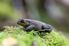 Attēlu rezultāti vaicājumam “Bufo bufo juvenile”