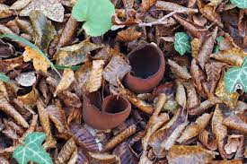 Attēlu rezultāti vaicājumam “Otidea bufonia”