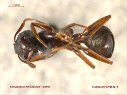 Attēlu rezultāti vaicājumam “Camponotus herculeanus”