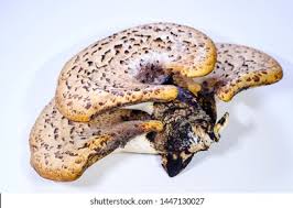 Attēlu rezultāti vaicājumam “Polyporus squamosus”