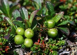 Attēlu rezultāti vaicājumam “Ericaceae”