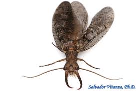 Attēlu rezultāti vaicājumam “Megaloptera”