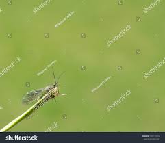 Attēlu rezultāti vaicājumam “Bucculatricidae”