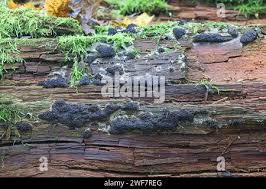 Attēlu rezultāti vaicājumam “Siphoptychium violaceum spores”