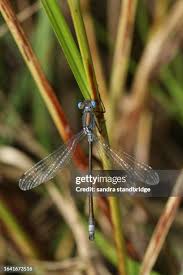 Attēlu rezultāti vaicājumam “Lestes dryas male”