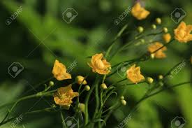 Attēlu rezultāti vaicājumam “Ranunculus auricomus flower”
