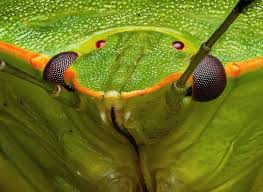 Attēlu rezultāti vaicājumam “Palomena prasina”