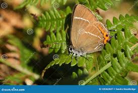 Attēlu rezultāti vaicājumam “Satyrium w-album”