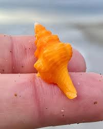 Image result for Triplofusus giganteus