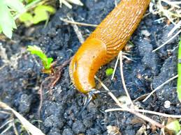 Attēlu rezultāti vaicājumam “Arion lusitanicus”