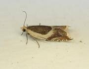 Attēlu rezultāti vaicājumam “Ancylis badiana”