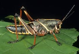 Attēlu rezultāti vaicājumam “Acrididae”