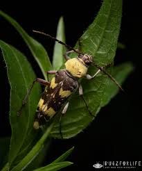 Attēlu rezultāti vaicājumam “Cerambycidae”