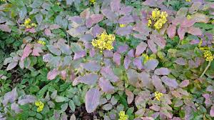 Attēlu rezultāti vaicājumam “Mahonia aquifolium flower”