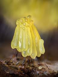 Attēlu rezultāti vaicājumam “Stemonitis flavogenita”