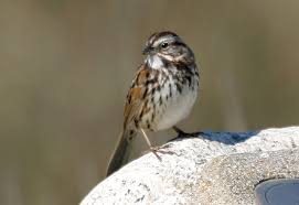 Image result for Melospiza melodia