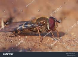 Attēlu rezultāti vaicājumam “Syrphus torvus”