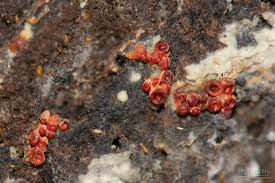 Attēlu rezultāti vaicājumam “Arcyria affinis macro”