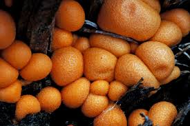 Attēlu rezultāti vaicājumam “Willkommlangea reticulata spores”