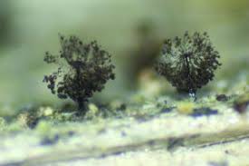 Attēlu rezultāti vaicājumam “Willkommlangea reticulata plasmodium”