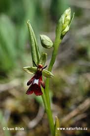 Attēlu rezultāti vaicājumam “Ophrys insectifera leaf”