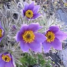 Attēlu rezultāti vaicājumam “Pulsatilla patens leaf”