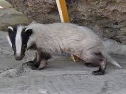 Attēlu rezultāti vaicājumam “Meles meles”