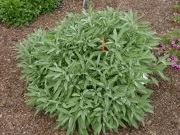 Image result for Salvia officinalis