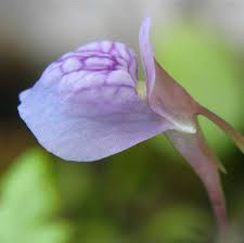 Image result for Utricularia