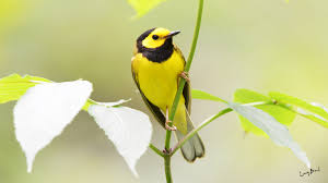 Image result for Wilsonia citrina