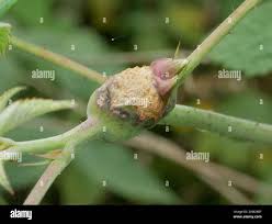 Attēlu rezultāti vaicājumam “Lasioptera rubi”