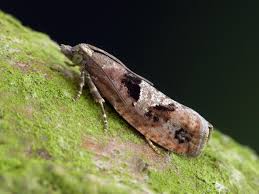 Attēlu rezultāti vaicājumam “Epinotia trigonella”