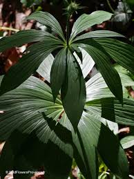 Attēlu rezultāti vaicājumam “Paris quadrifolia flower”