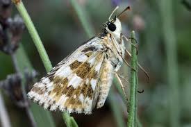 Attēlu rezultāti vaicājumam “Pyrgus alveus”