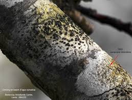 Attēlu rezultāti vaicājumam “Lecidella elaeochroma”