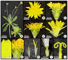 Attēlu rezultāti vaicājumam “Taraxacum officinale aggr. flower”