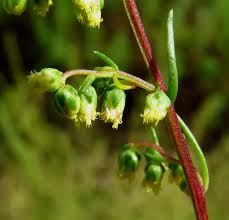 Attēlu rezultāti vaicājumam “Artemisia campestris bud”