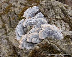 Attēlu rezultāti vaicājumam “Trametes versicolor”