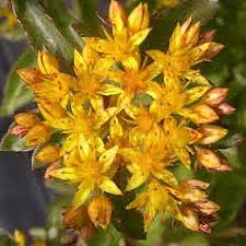 Attēlu rezultāti vaicājumam “Sedum aizoon”