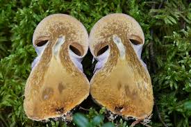 Attēlu rezultāti vaicājumam “Cortinarius traganus”