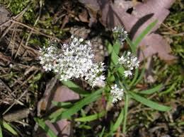 Attēlu rezultāti vaicājumam “Gypsophila fastigiata flower”