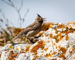 Attēlu rezultāti vaicājumam “Galerida cristata”