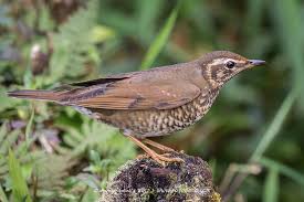 Image result for Zoothera sibirica