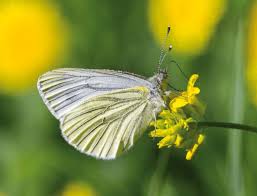 Attēlu rezultāti vaicājumam “Pieris napi”